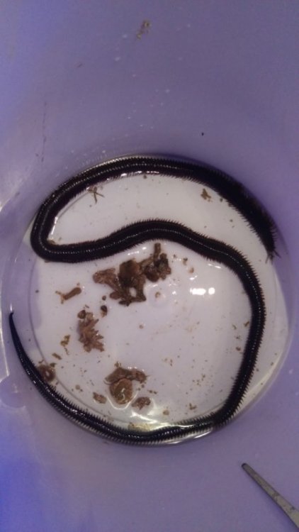 IMAG0401 [800x600].jpg