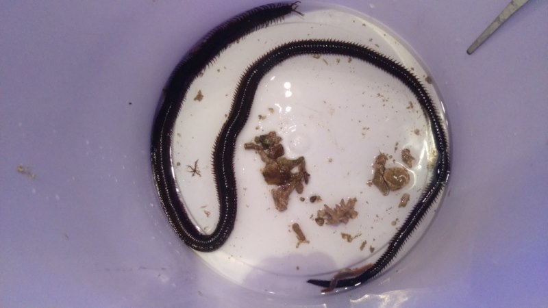 IMAG0402 [800x600].jpg