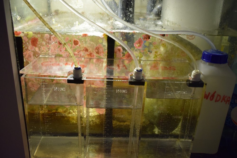 DSC_4537 (Kopiowanie).jpg