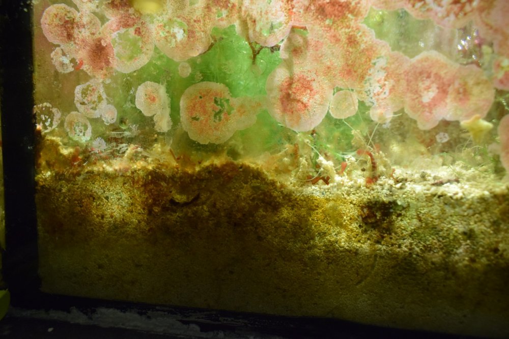 DSC_4542 (Kopiowanie).jpg