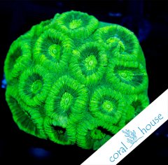 favia-ultra-green.jpg