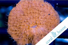 lps-fungia-orange.jpg