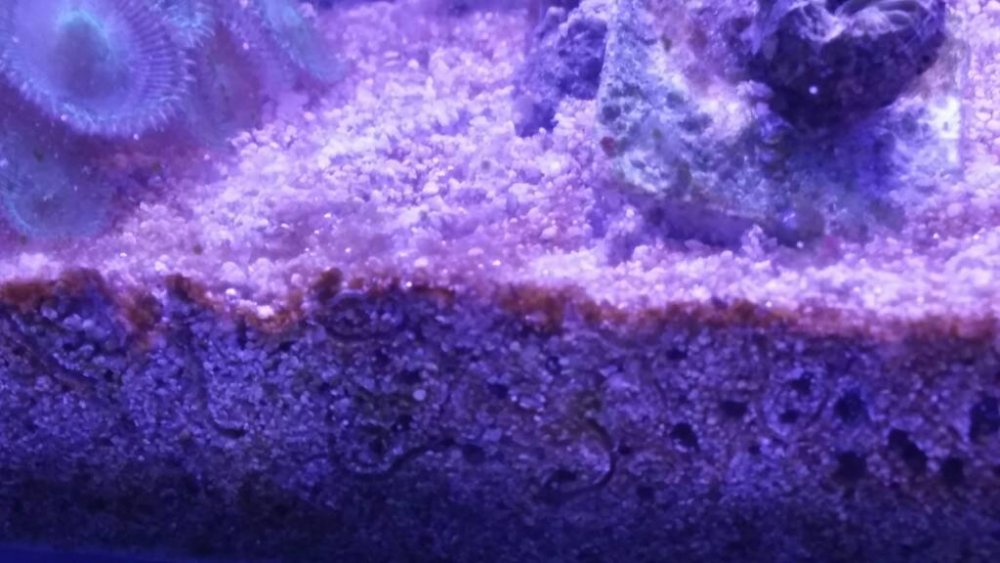 20170602_184901.thumb.jpg.071aee96352806