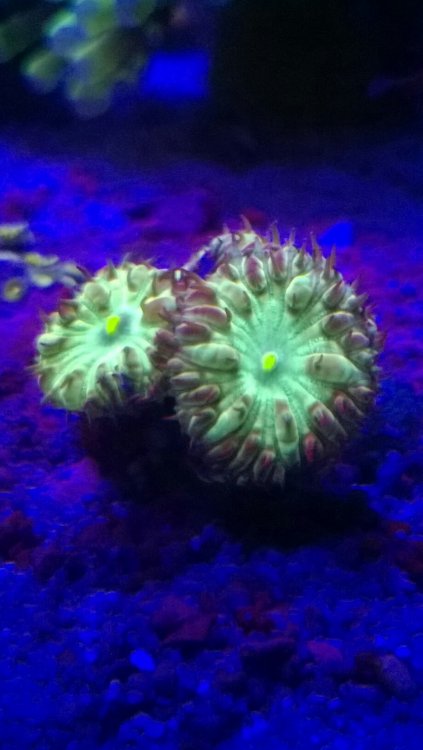 WP_20170522_20_49_16_Pro (2)-919x1633.jpg