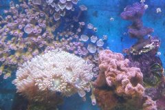 dunca stylo pavona.jpg