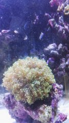 Zwierzaki w kostce 100L