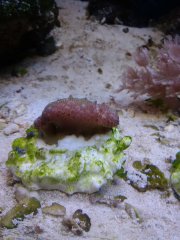 Sarcophyton green fluo długopolipowy 20 zł