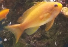 anthias.jpg