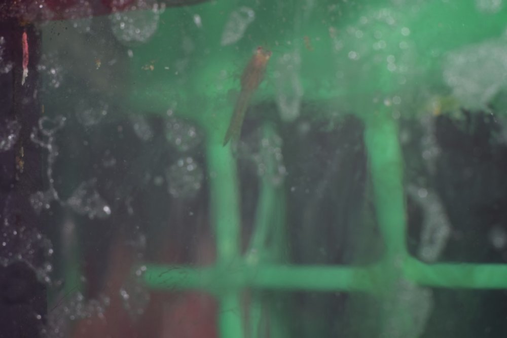 DSC_5745 (Kopiowanie).jpg