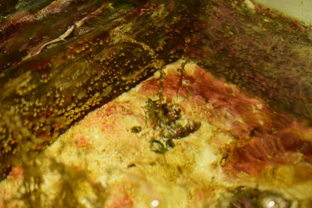 DSC_5897 (Kopiowanie).jpg