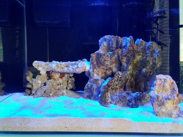 597c27604d05b_Akwarium28072017_2.jpg.e5a59dd1d51878a9a689dcd86753a26f.jpg