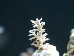 Echinata.jpg