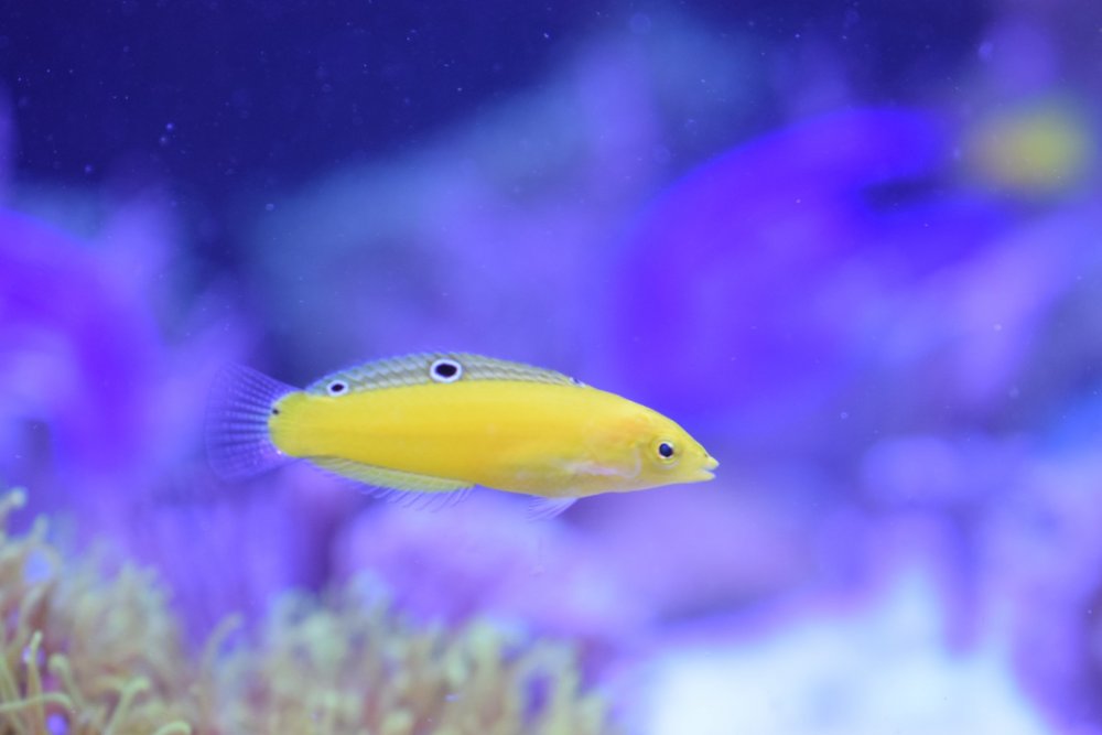 DSC_5999 (Kopiowanie).JPG