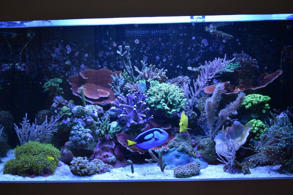 DSC_6009 (Kopiowanie).JPG