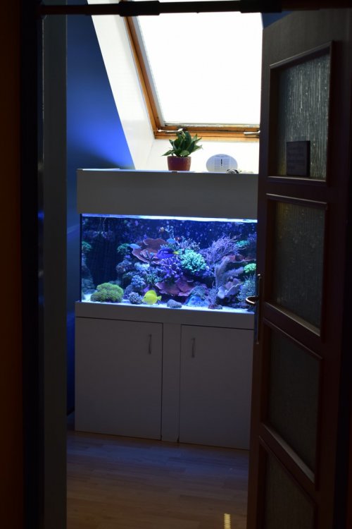 DSC_5976 (Kopiowanie).JPG