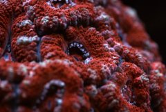 acanthastrea lordhowensis 3