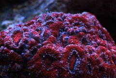 acanthastrea lordhowensis 2