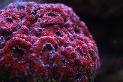 acanthastrea lordhowensis 1
