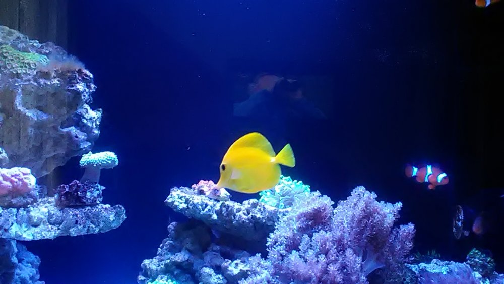 P_20170902_132317.thumb.jpg.1628d69a9a80e70fdd25f6f325d8e055.jpg