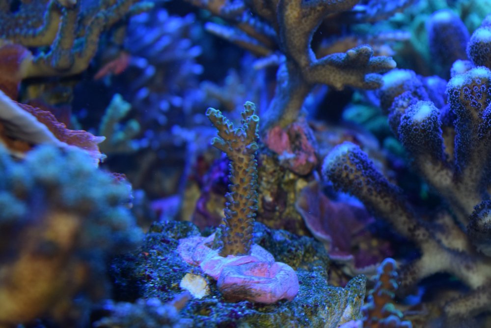 DSC_6894 (Kopiowanie).JPG