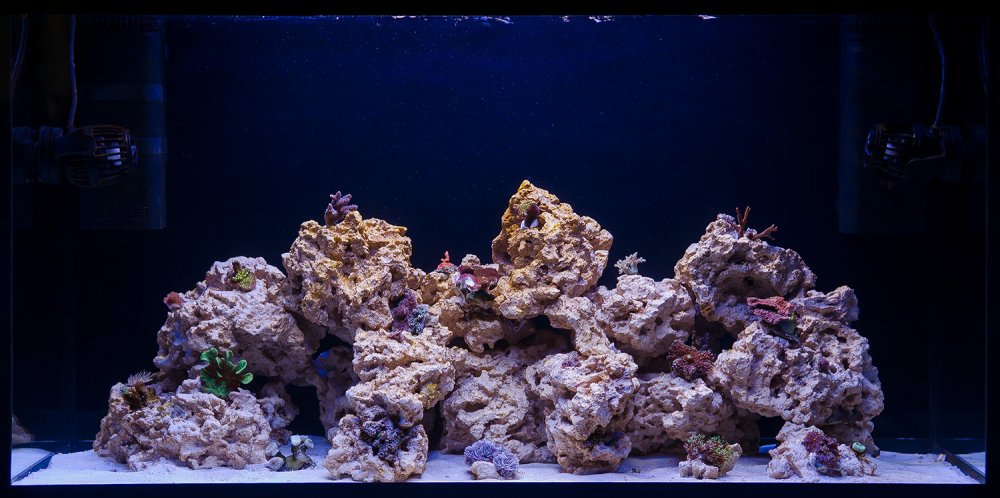 glossy_reef_200_day_21.jpg