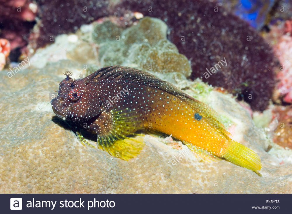 starry-or-snowflake-blennie-salarias-ramosus-rinca-komodo-national-E45YT3.jpg
