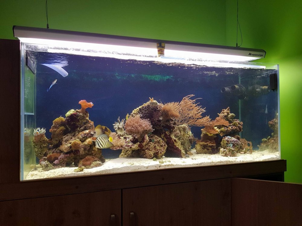 akwarium1.jpg