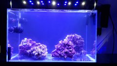 63l na Real Reef Rock