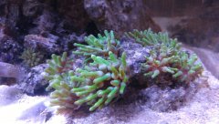 cribrinopsis crasa
