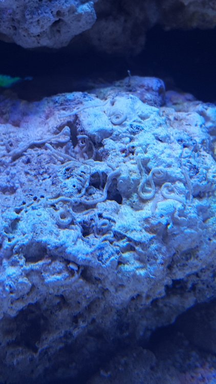 20171210_155331-1494x2656.jpg