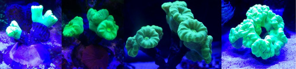 Porównanie caulastera.jpg