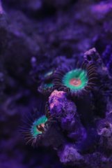 zoa.JPG
