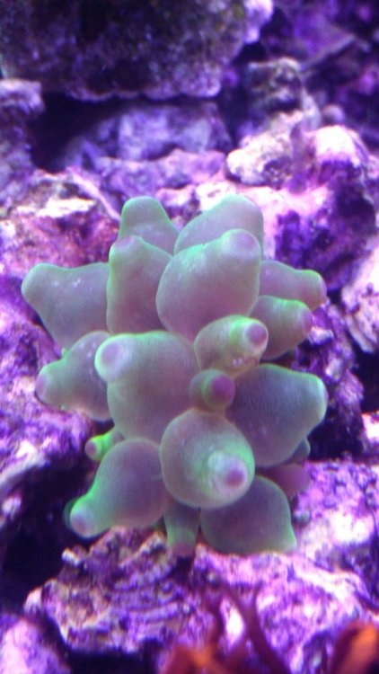 ukwiał nano reef.jpg
