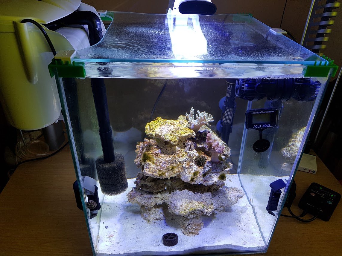 Nano Reef Duo 49l 19.XI.2017