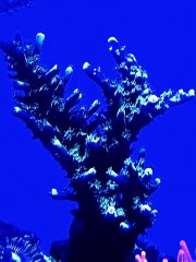 sps