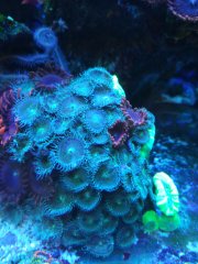 Zoa