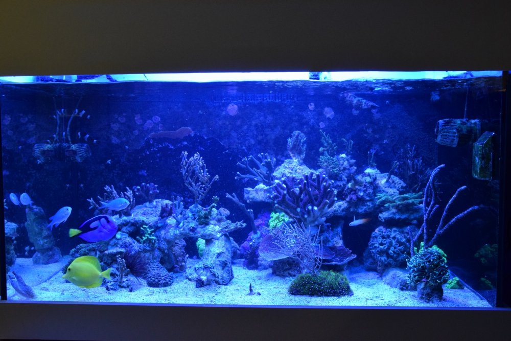 DSC_9155 (Kopiowanie).JPG