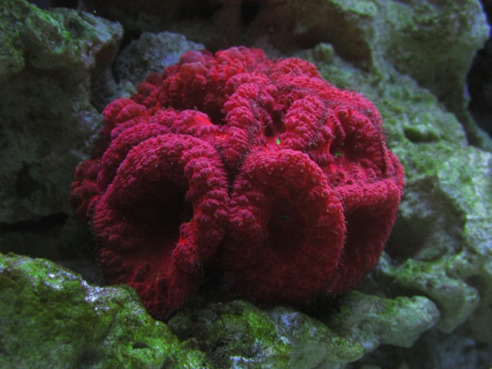 IMG_0714 (Kopiowanie).JPG