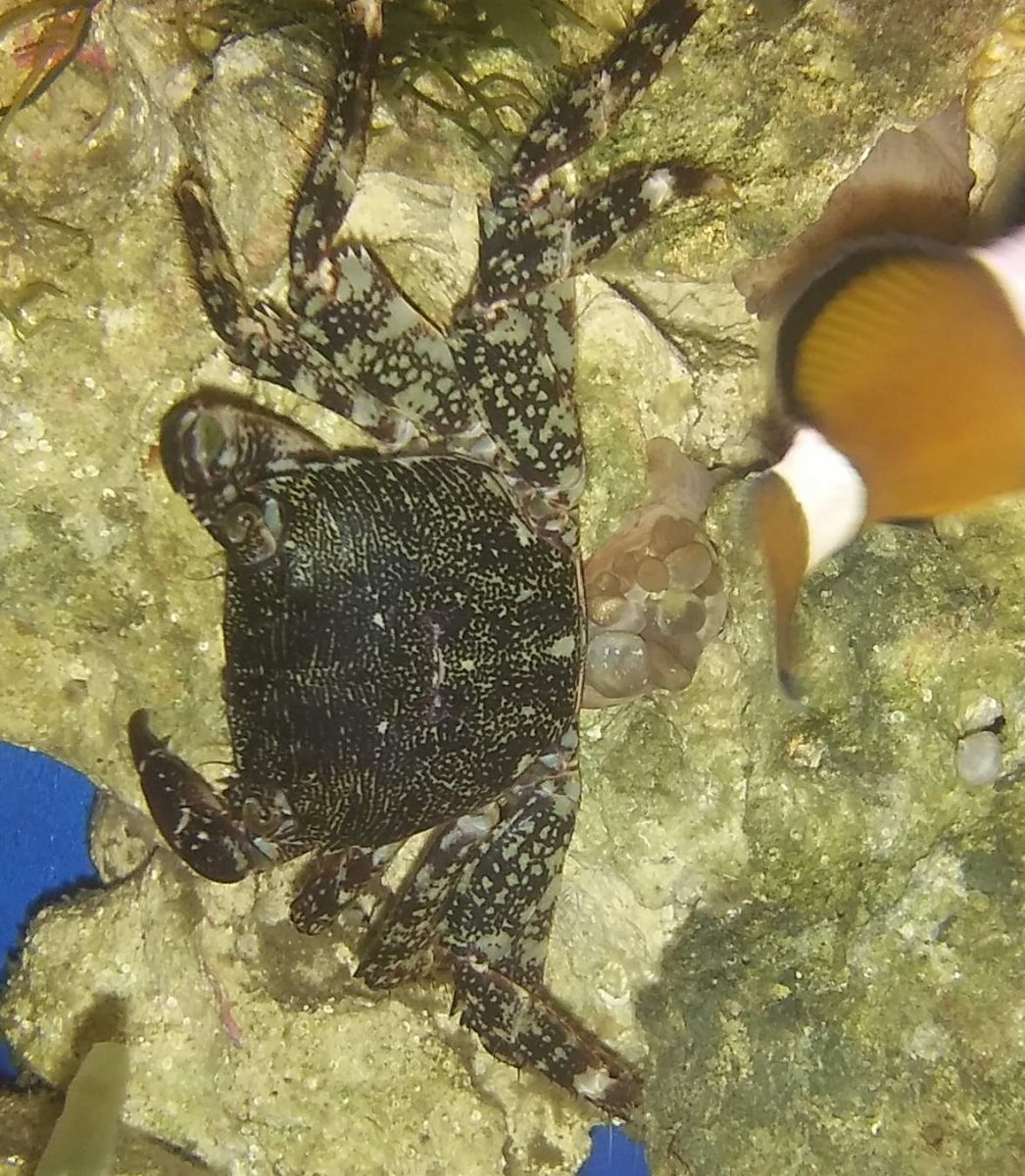 large.20160615_213636bbb.JPG.8647a1c5a73