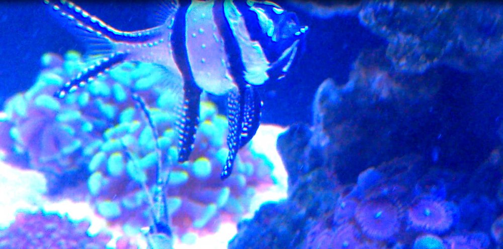 bandicam 2018-05-04 19-25-22-569.jpg