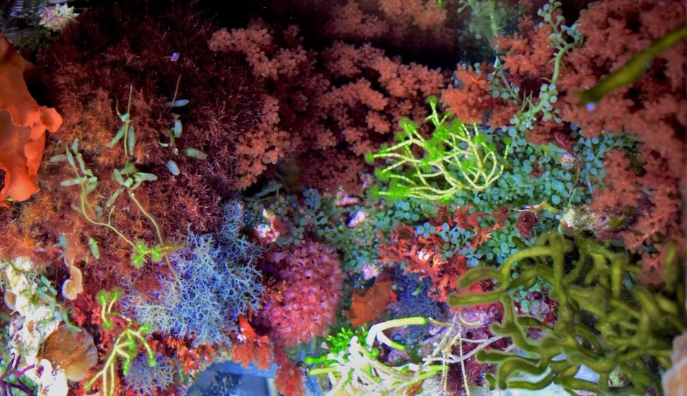 ogrod makroglonow.jpg