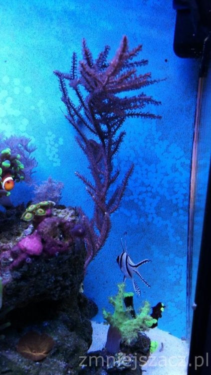 IMG_20180726_145138 (1).jpg