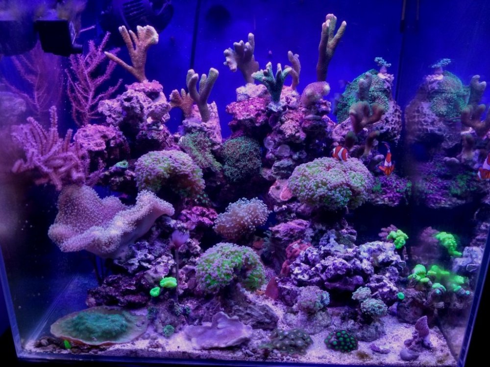 new one nano reef.jpg