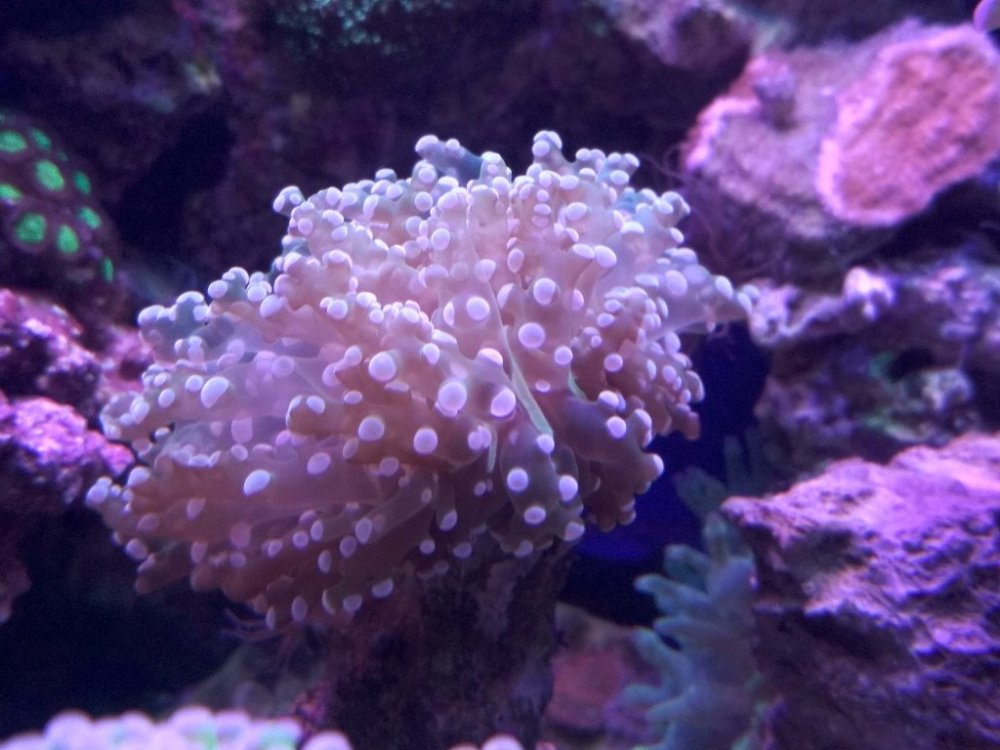 new one 4 piękna nano.jpg