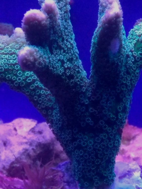 new one 3 nano reed.jpg