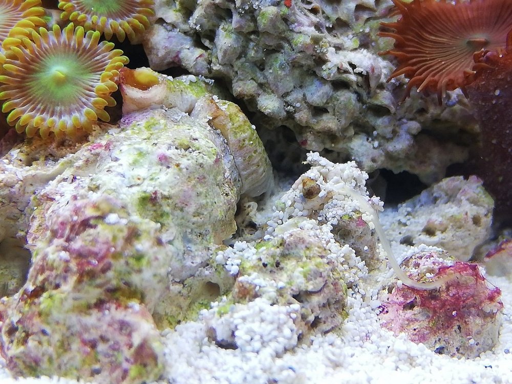 biały robaczek2.jpg