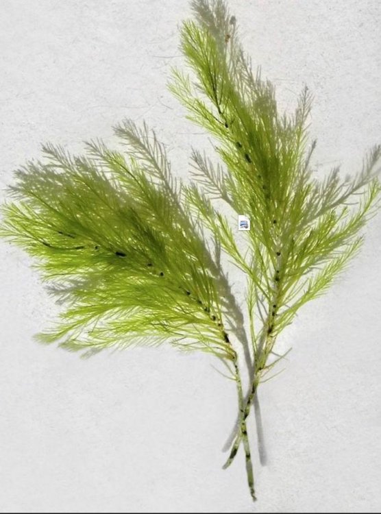 Screen Shot 2018-11-30 at 20.19.04.jpg