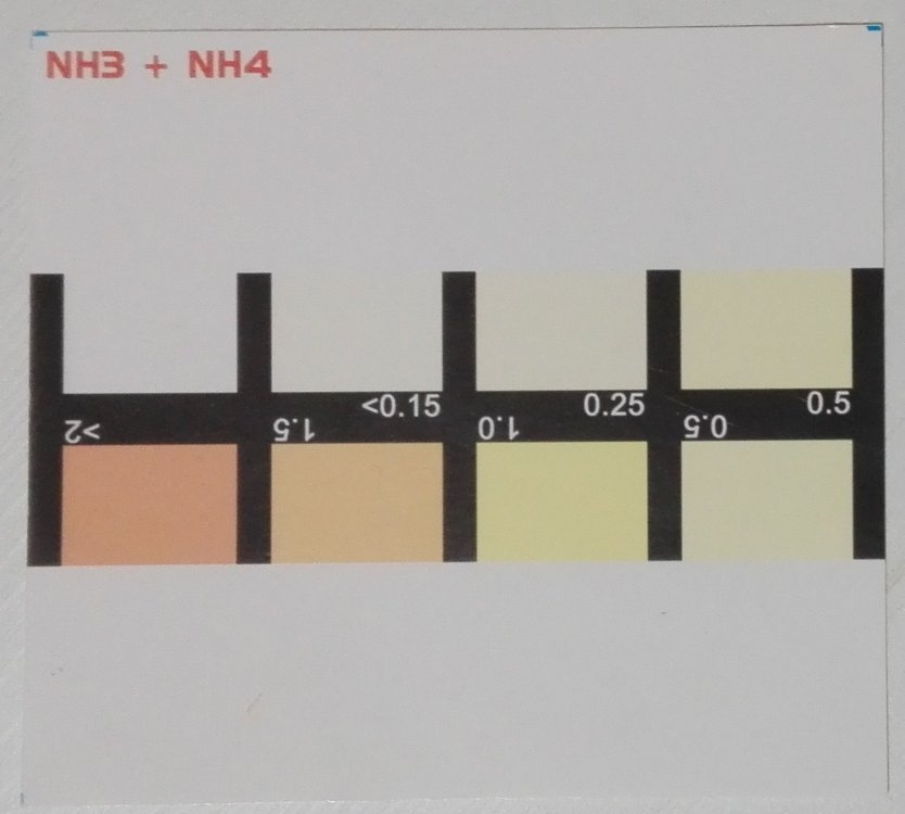 nh4.jpg