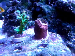 acropora i superman.jpg