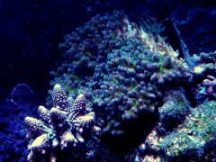 pocillopora.jpg